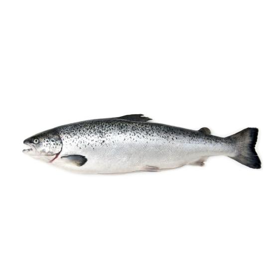 SAUMON CALIBRE 8/9 ELEVAGE ECOSSE PACK DE 8.5