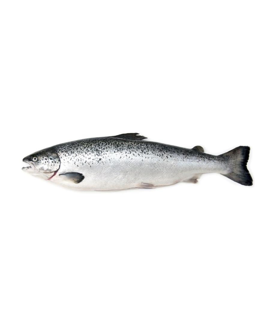 SAUMON CALIBRE 8/9 ELEVAGE ECOSSE PACK DE 8.5