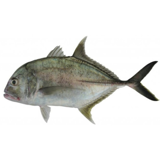 CARANGUE A GROSSE TETE - (KAWA CHIA)