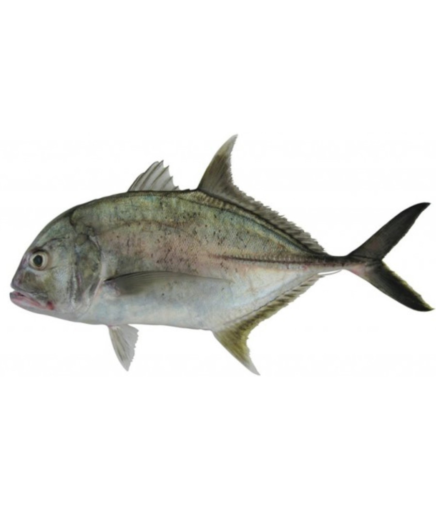 CARANGUE A GROSSE TETE - (KAWA CHIA) CARANGUE A GROSSE TETE - (KAWA CHIA)