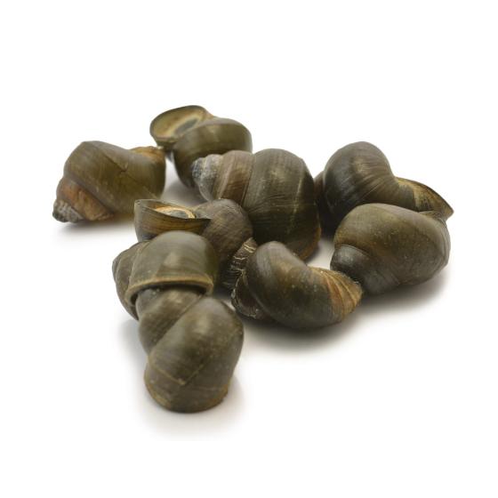 BIGORNEAU MOYEN 260/300 PIECES/KG SOUS ATMOSPHERE PECHE EN ATLANTIQUE NORD-EST COLIS 1 KG