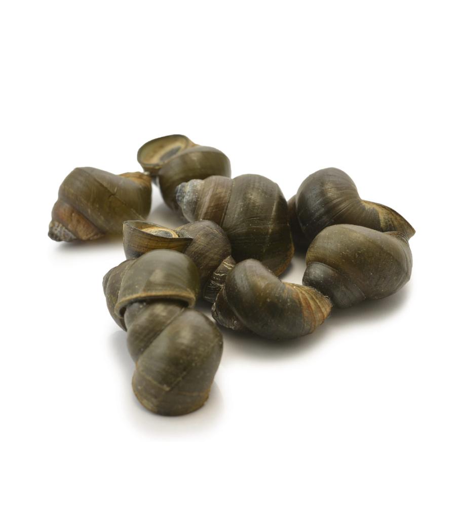 BIGORNEAU MOYEN 260/300 PIECES/KG SOUS ATMOSPHERE PECHE EN ATLANTIQUE NORD-EST COLIS 1 KG