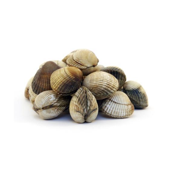 COQUE MOYENNE PACK DE 3