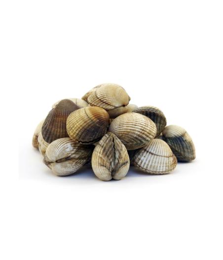 COQUE MOYENNE PACK DE 3