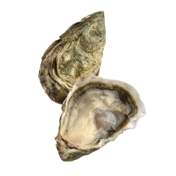 HUITRE POUSSES EN CLAIRE GEAY N3 48 PIECES ELEVAGE FRANCE 4 KG PACK DE 4