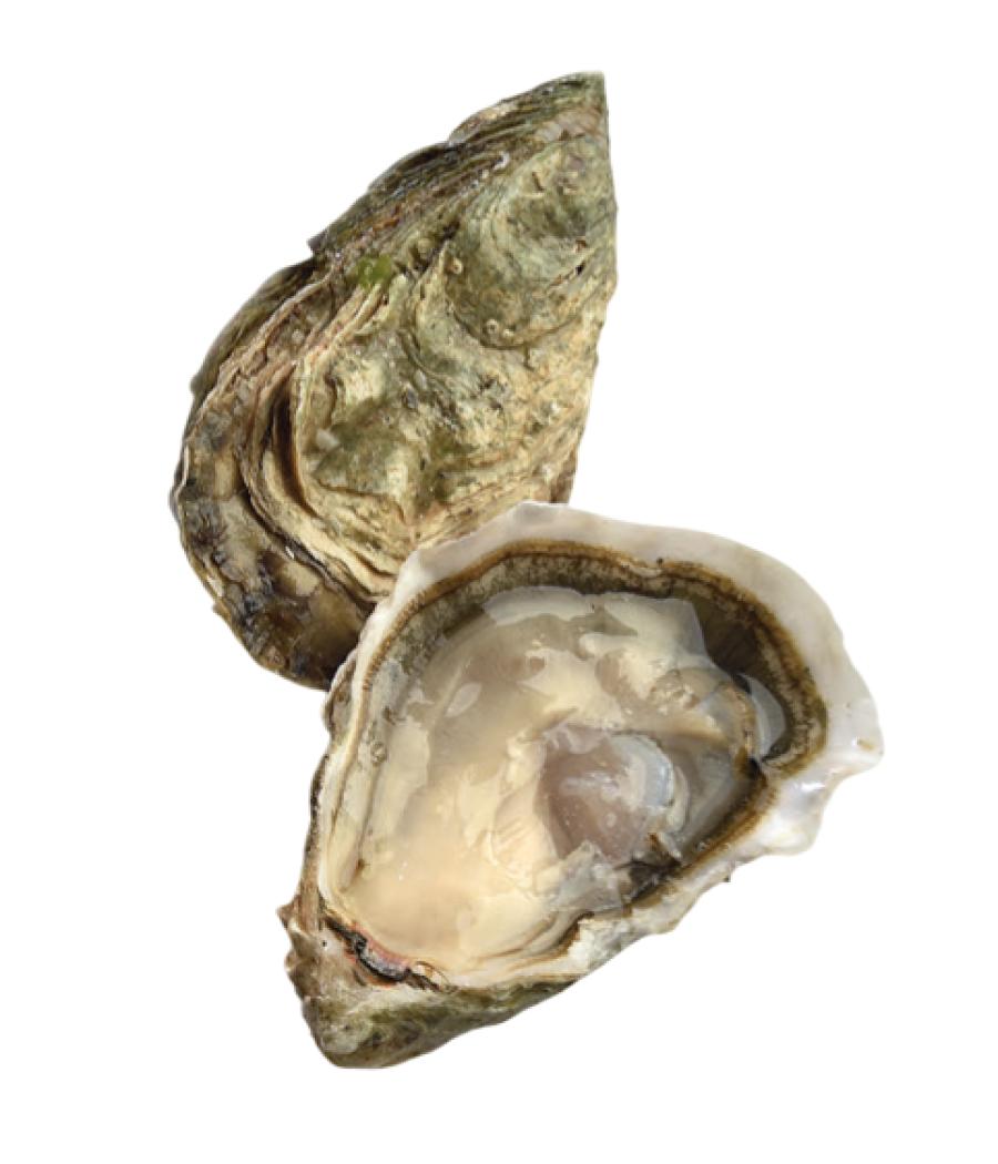 HUITRE POUSSES EN CLAIRE GEAY N3 48 PIECES ELEVAGE FRANCE 4 KG PACK DE 4