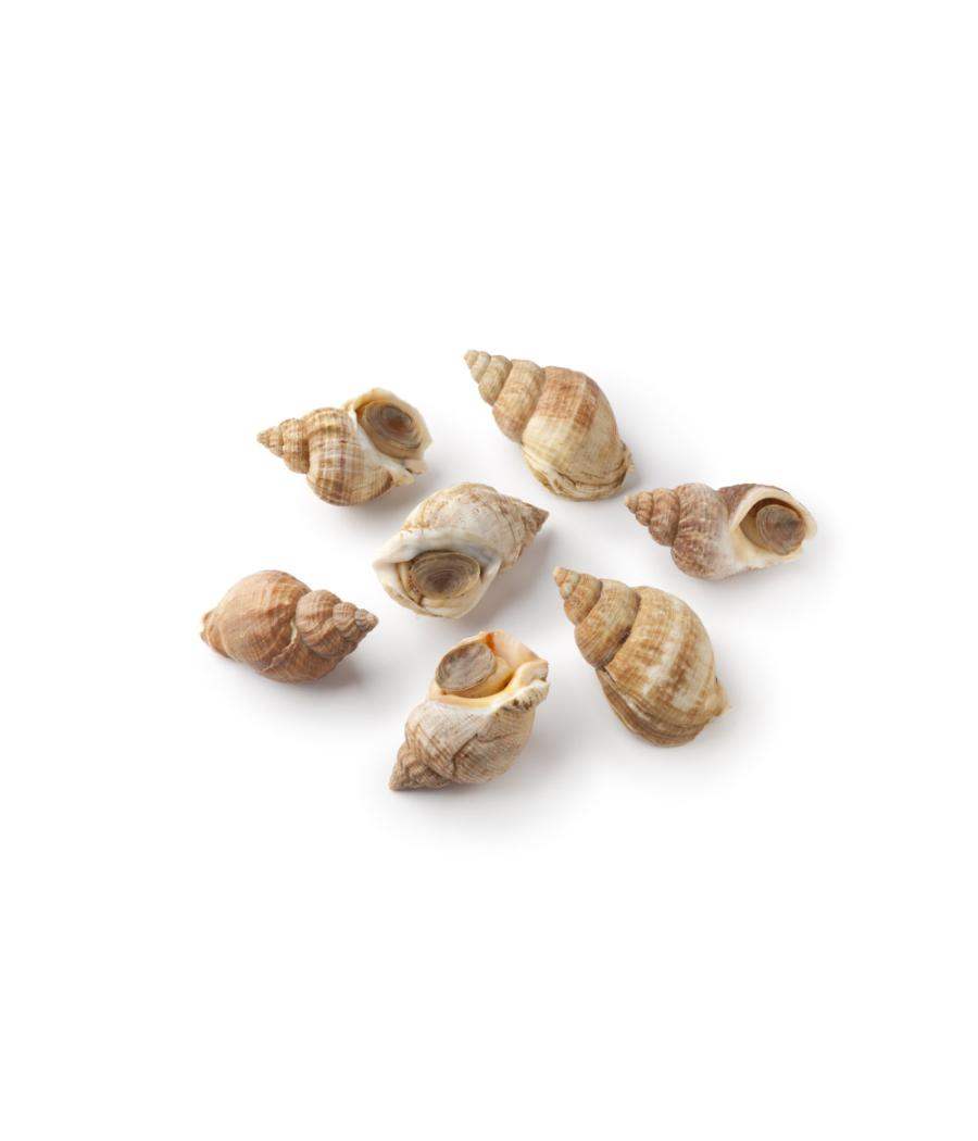 BULOT MOYEN CALIBRE 45/55 MM PECHE ATLANTIQUE NORD-EST COLIS 3 KG PACK DE 3