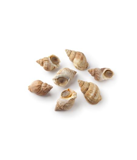 BULOT MOYEN CALIBRE 45/55 MM PECHE ATLANTIQUE NORD-EST COLIS 3 KG PACK DE 3