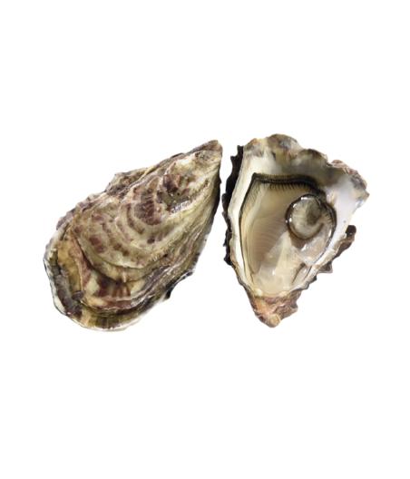 HUITRE MARENNES FINE DE CLAIRE METREAU N3 48 PIECES ELEVAGE FRANCE