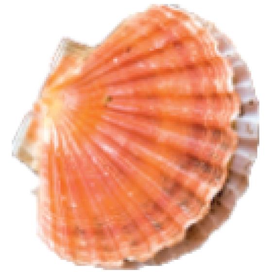 COQUILLE SAINT JACQUES BLANCHE CALIBRE 3/5 PECHEE EN ATLANTIQUE NORD-EST COLIS 6 KG PACK DE 6