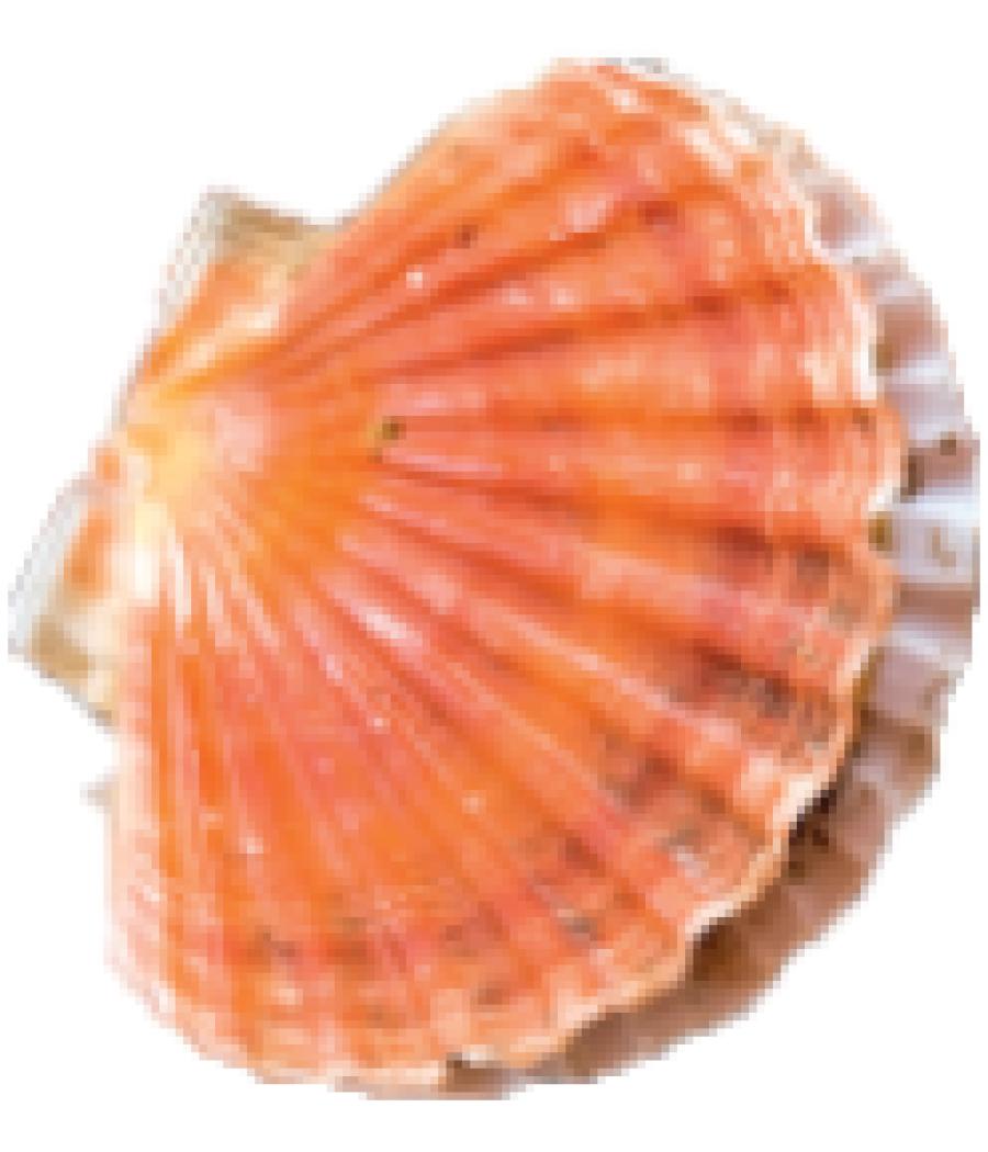 COQUILLE SAINT JACQUES BLANCHE CALIBRE 3/5 PECHEE EN ATLANTIQUE NORD-EST COLIS 6 KG PACK DE 6