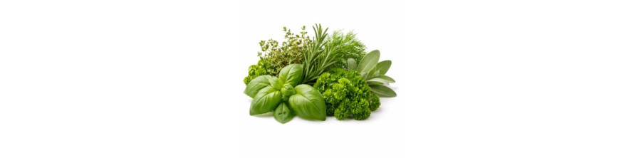 Herbes aromatiques