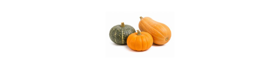 Courges, Citrouille et Potiron